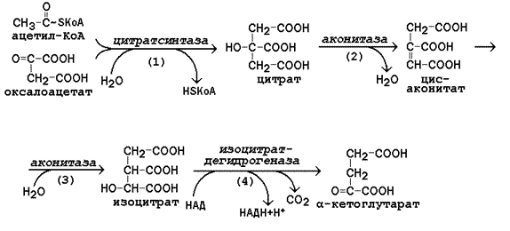 Ацетил КОА цикл Кребса. Реакции цикла трикарбоновых кислот от ацетил КОА. Центральные ферменты цикла Кребса. Реакции цикла трикарбоновых кислот образование оксалоацетата. Превращение ацетил коа