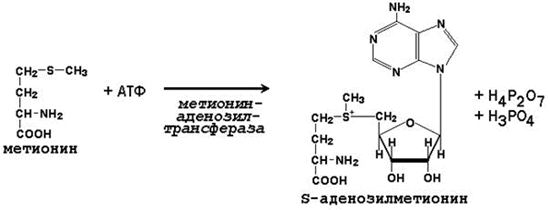 Участие s аденозилметионина в реакциях трансметилирования. Реакция образования активной формы метионина. Реакция образования s-аденозилметионина. Метионин и АТФ реакция. Трансметилирование реакции метионит.
