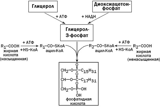 Глицерин атф. Синтез глицерол 3 фосфата в печени. Пути источника образования глицерол - 3-фосфата в печени. Схема образования из глицерол3фосфата фосфатидной кислоты. Схема образования глицерол-3-фосфата.