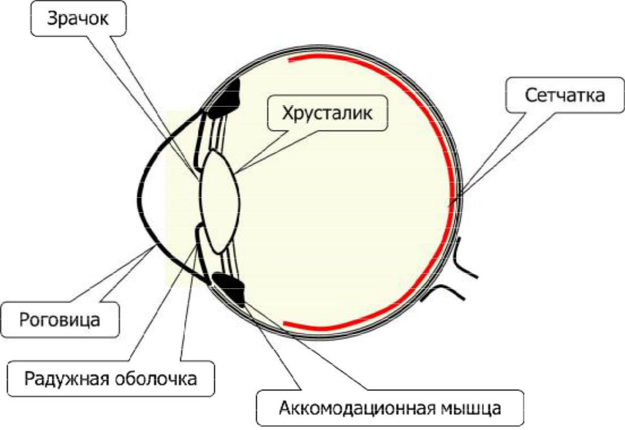 Принцип работы хрусталика практическая работа 8. Строение стекловидного тела глаза. Хрусталик и сетчатка глаза. Глаз как приемник излучения. Схема проникновения лучей в глаз.