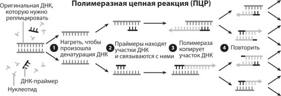 Обратный праймер. . Полимеразная цепная реакция (ПЦР). Этапы. Этапы полимеразной цепной реакции ПЦР. Схема полимеразной цепной реакции. Полимеразная цепная реакция микробиология схема.