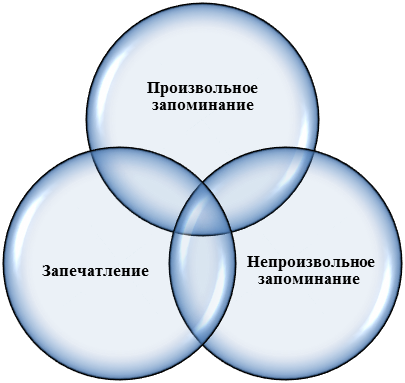 Непроизвольная память. Произвольное запоминание. Произвольная память человека. Непроизвольное запоминание это в психологии. Произвольное запоминание это в психологии.