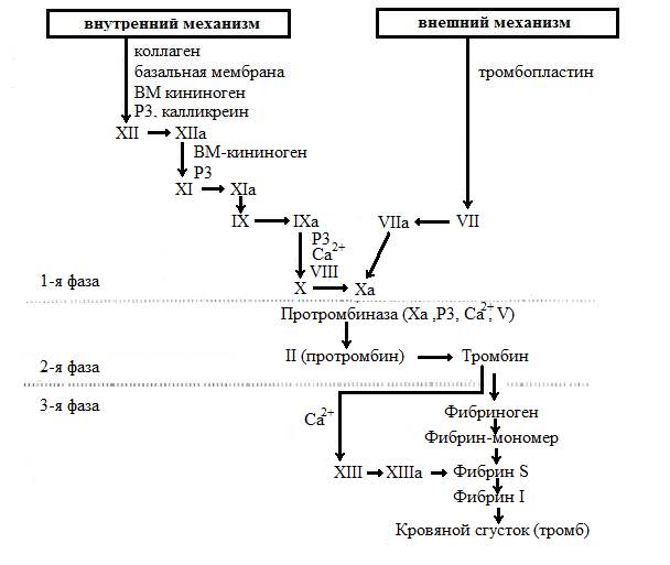 Система крови биохимия. Этапы коагуляционного гемостаза схема. Схема свертывания крови коагуляционного гемостаза. Фазы коагуляционного гемостаза схема. Коагуляционный гемостаз схема.
