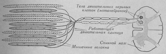 Схема двигательная единица