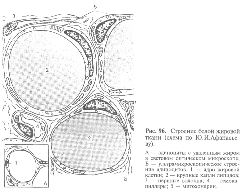 Жировая ткань рисунок