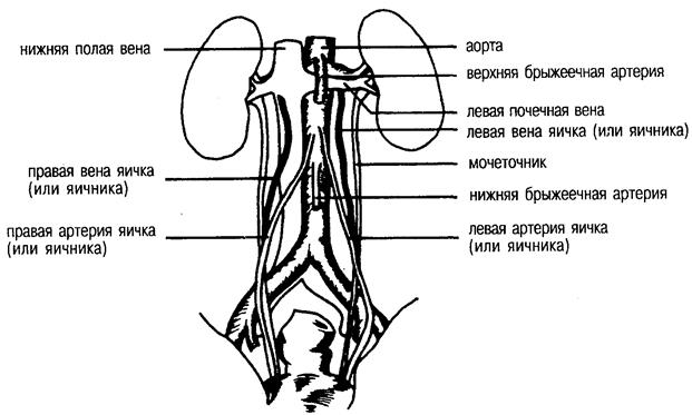 Вена левого яичка. Яичниковая Вена и мочеточник. Венозный отток мочеточника схема. Венозный отток мочеточника. Левая яичковая артерия.