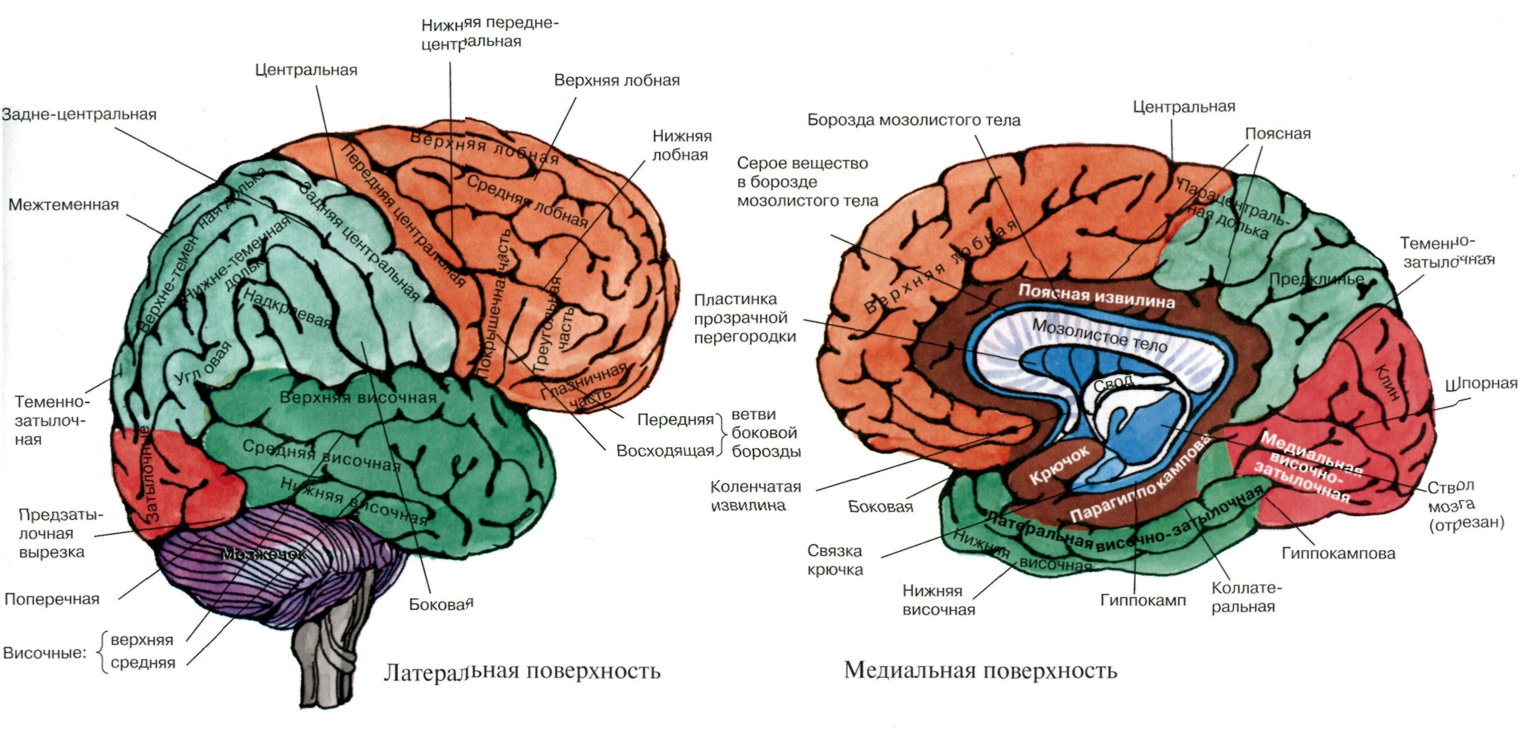 Кора головного мозга медиальная поверхность