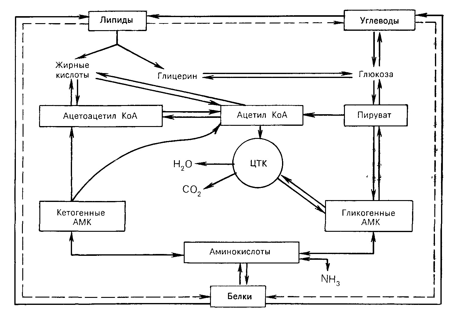 Синтез белка из углеводов. Взаимосвязь обмена углеводов, липидов, аминокислот (схема).. Схема взаимосвязи обмена аминокислот и углеводов. Схема взаимосвязи обмена углеводов липидов и белков. Схема взаимосвязи углеводного и липидного обмена.