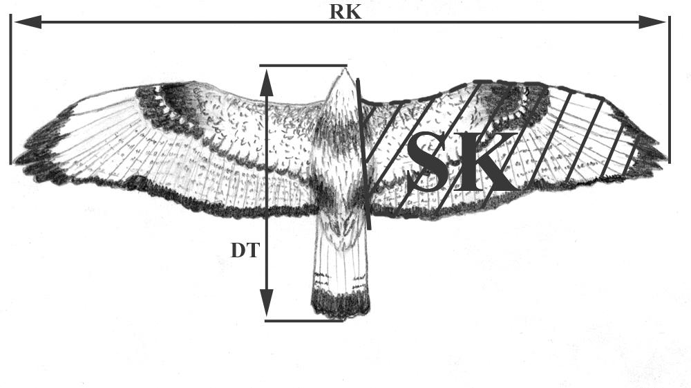 Четвертое крыло читать. Крылья хищных птиц строение. Анатомия размаха крыла птицы. Крыло орла строение. Размеры крыльев птиц.