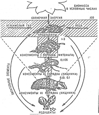 Биомасса продуцентов. Энергия биомассы. Схема взаимосвязи в биоценозе между продуцентами и консументами. Биомасса продуцентов больше биомассы консументов.