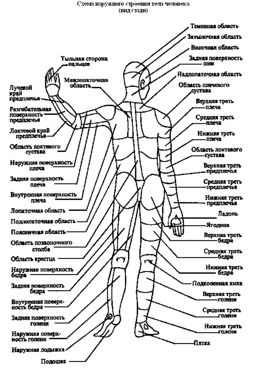 Анатомия человека название частей тела наружных