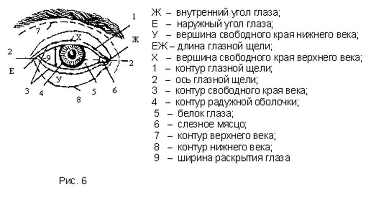 Схема строения глазной щели