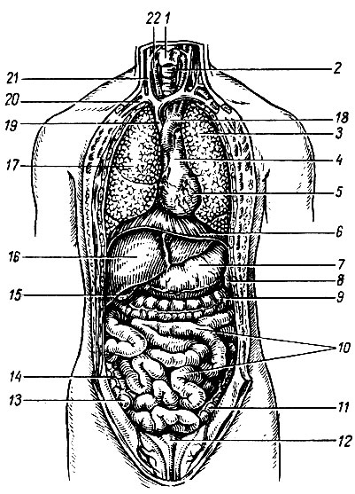 Брюшная и грудная полость тела. Анатомия человека внутренние органы брюшной полости. Внутренние органы человека спереди. Строение органов спереди. Расположение внутренних органов у человека в картинках спереди.