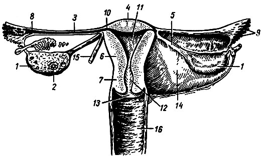 Женская половая система матка. Внутренние половые органы. Женский детородный орган. Внутренние женские половые органы. Анатомия женских половых органов.