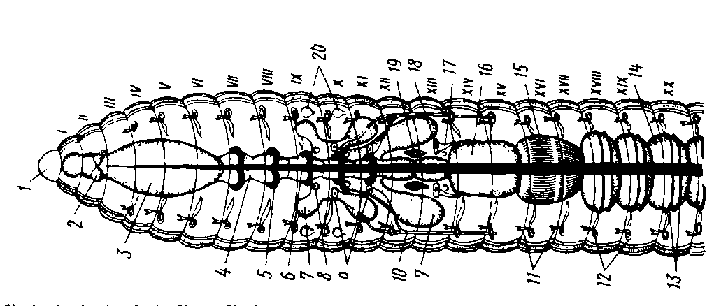 Передний и задний конец червя. Кольчатые черви строение. Червяги внутренне строение. Кольчатые черви внешнее строение. Строение кольчатых червей.