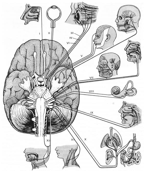Черепные нервы относят. Нижняя поверхность головного мозга борозды. Конвекситальные отделы головного мозга. Конвекситальная поверхность головного мозга. Конвекситальная поверхность коры головного мозга.
