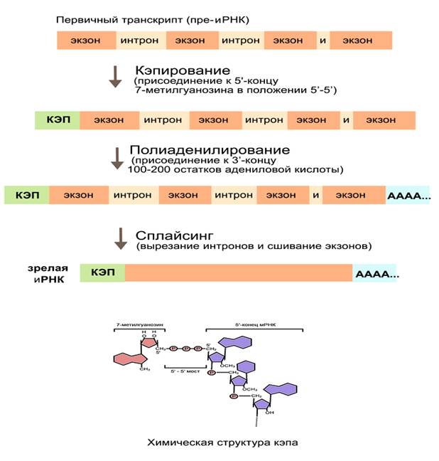 Процесс созревание рнк. Кэп структура РНК это. Полиаденилирование МРНК. Кэпирование Полиаденилирование сплайсинг. Созревание матричной РНК.