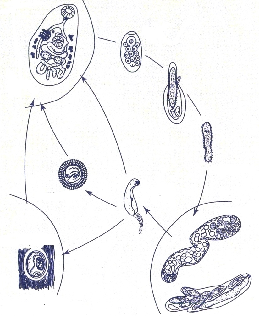 Спороцисты редии. Схема жизненного цикла печеночного сосальщика. Жизненный цикл развития трематод. Цикл сосальщика адолескарий. Спороциста церкарий.