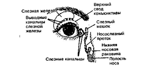 Слезный аппарат правого глаза схема. Строение органа зрения слезная железа. Слезный аппарат строение анатомия. Анатомия глаза слезный мешок. Слезная железа у собак