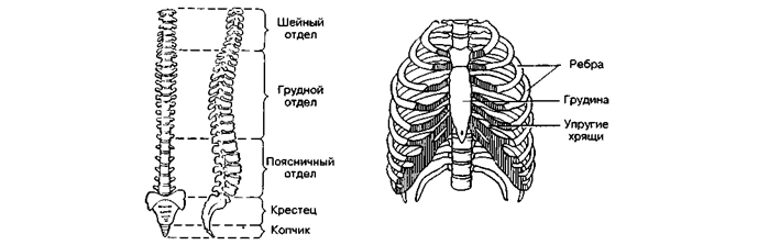 Строение скелета грудного отдела. Строение скелета туловища. Скелет туловища схема. Скелет туловища позвоночник. Позвоночный столб и грудная клетка анатомия.