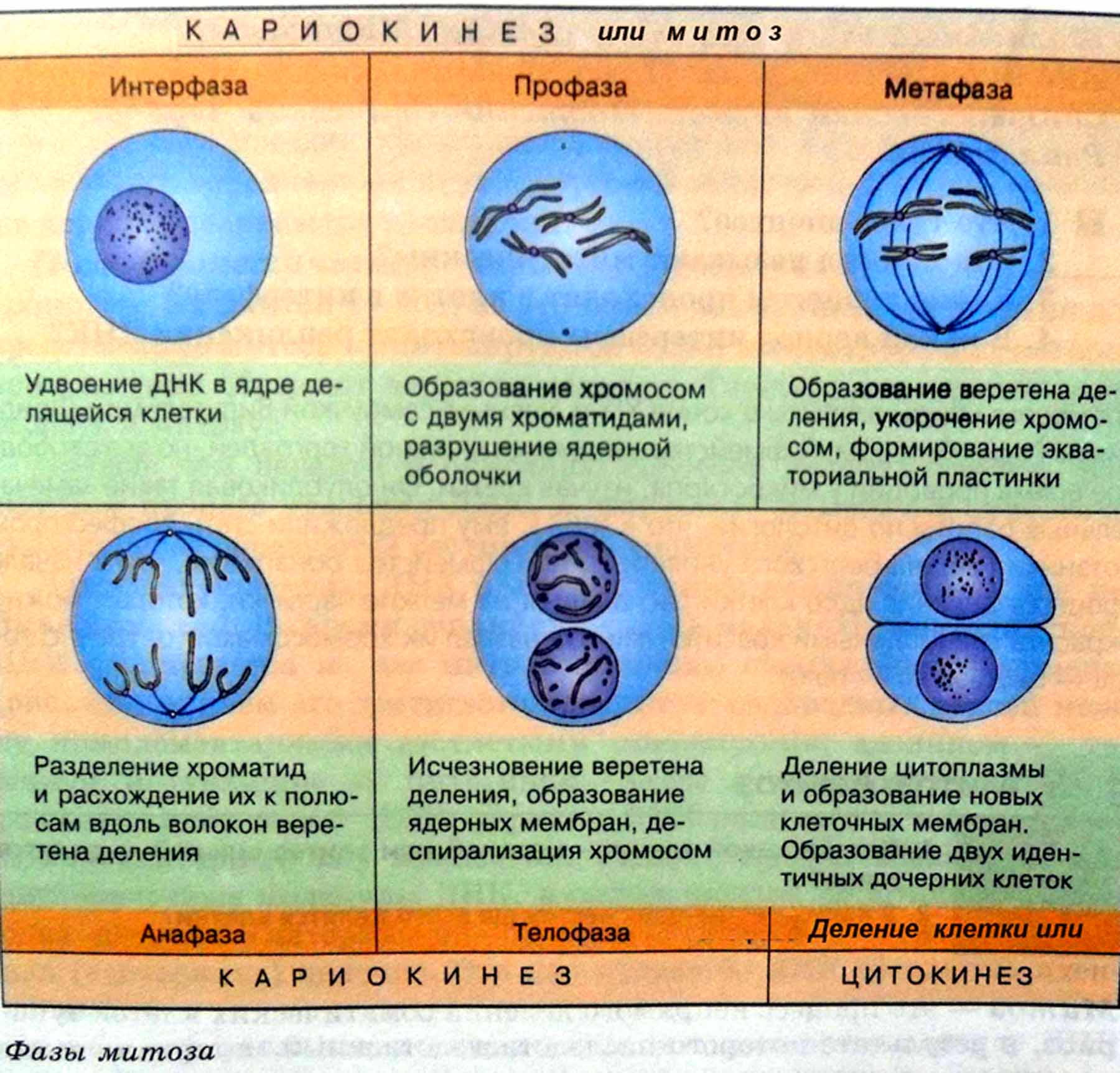 Процесс деление клетки объект