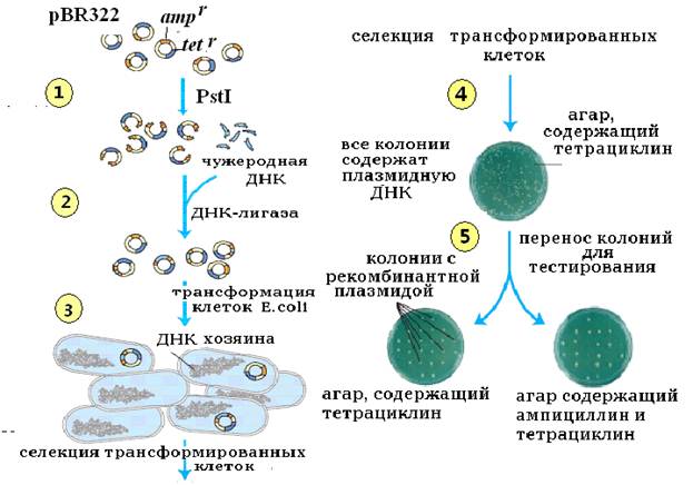 Методы введения плазмид. Введение рекомбинантных ДНК В клетки бактерий. Клонирование бактерий схема. Введение рекомбинантной ДНК В клетку. Схема клонирования ДНК В бактериальной клетке.