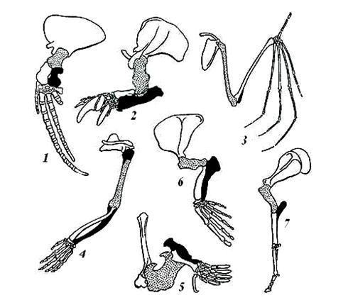 Скелет пояса передних конечностей млекопитающих. Скелет передней конечности крота. Гомология скелета передней конечности позвоночных. Гомологичные органы передней конечности животных. Строение конечностей млекопитающих.