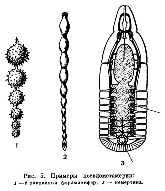 Тип симметрии щуки. Метамерия кольчатых червей. Метамерность кольчатых червей. Гомономная сегментация кольчатых червей. Метамерия гомономная у червей.