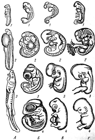 Стадии развития эмбрионов позвоночных. Стадии развития зародыша позвоночных. Эмбриогенез Саламандры. Этапы эмбриогенеза позвоночных животных. Эмбриональное развитие зародышей позвоночных.