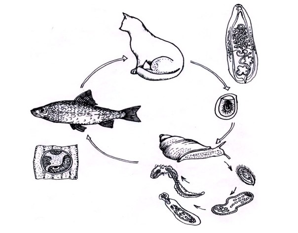 Сколько промежуточных хозяев имеет кошачий сосальщик. Цикл развития кошачьего сосальщика. Жизненный цикл кошачьего сосальщика. Жизненный цикл кошачьего сосальщика схема. Цикл кошачьей двуустки.