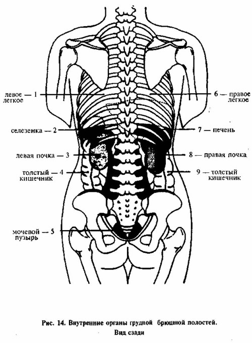 Внутренние органы человека схема расположения у женщин со спины
