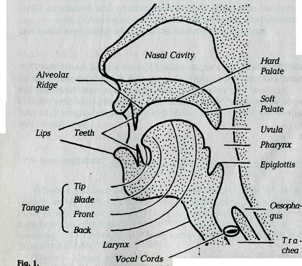 organs of speech