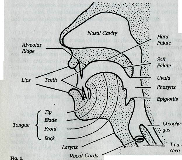 organs of speech in english language