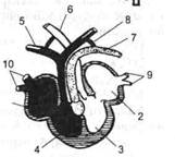 Камеры сердца ящерицы. Схема строения сердца ящерицы. Строение сердца ящерицы. Строение сердца рептилий. Строение сердца ящерицы прыткой.
