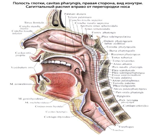 Отверстие носоглотки. Глоточное отверстие слуховой трубы трубный валик. Глотка глоточное отверстие слуховой трубы. Глоточное отверстие слуховой трубы анатомия. Трубный валик глотки анатомия.