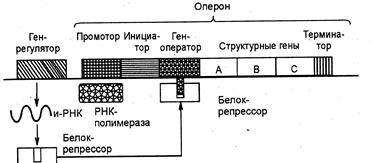 Лактозный оперон схема