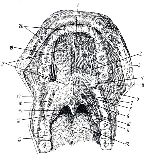 Костная стенка которая отделяет полость рта. Анатомия твердого неба верхней челюсти. Твердое небо анатомия строение.