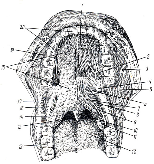 Твердое небо полости рта. Анатомия твердого неба верхней челюсти. Твердое небо анатомия строение.