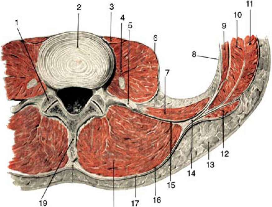 Пояснично грудная фасция фото