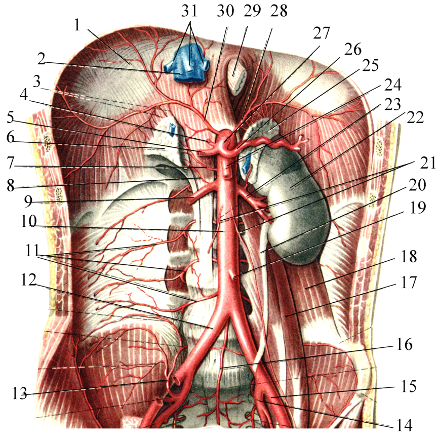 Висцеральные притоки. Анатомия висцеральных ветвей брюшной аорты. Брюшная аорта анатомия топография. Париетальные ветви брюшной аорты. Внутренностные ветви брюшной аорты.