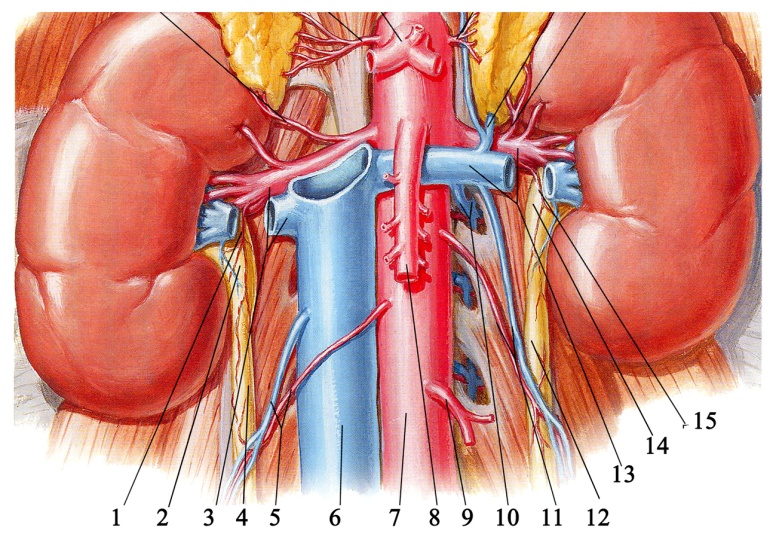 Мочеточник левой почки. Почечная Вена анатомия. Синтопия мочеточника. Почечные артерии анатомия. Почечная артерия синтопия.