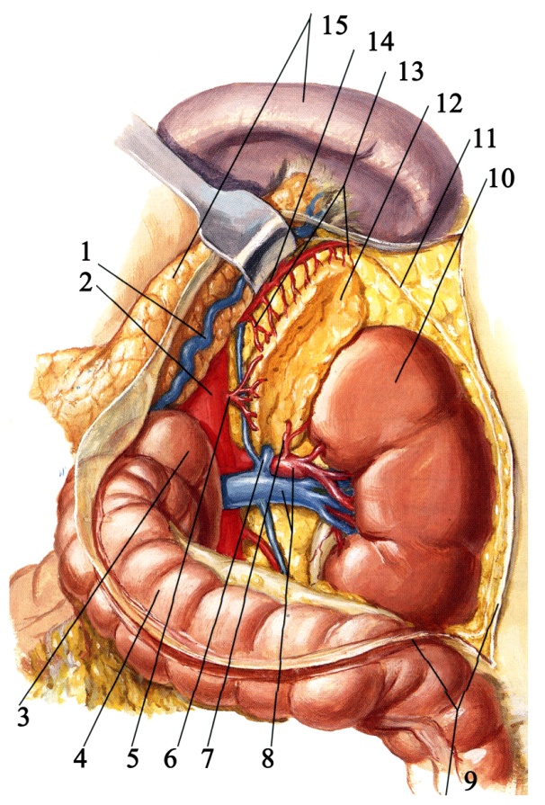 Система селезенки. Надпочечниковая Вена анатомия. Селезеночная Вена топографическая анатомия.