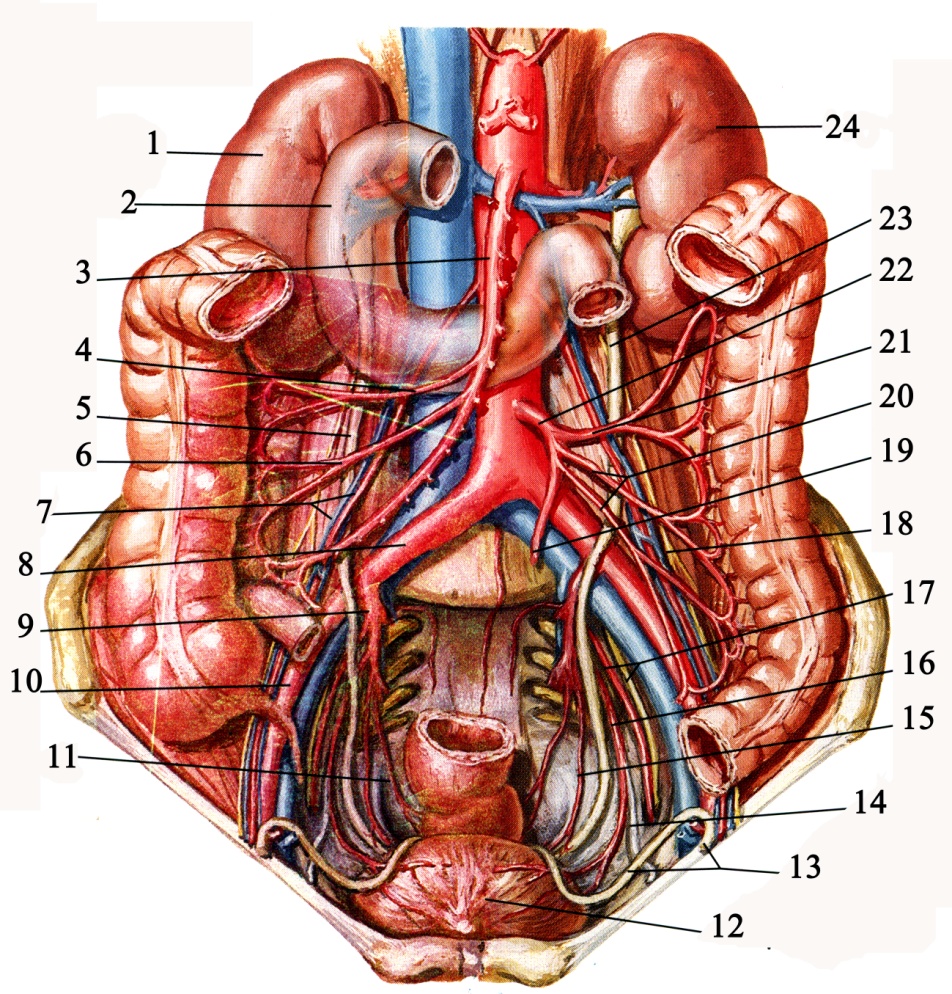Синтопия мочеточника. Синтопия брюшной аорты. Топография мочеточника анатомия. Топография брюшной аорты.