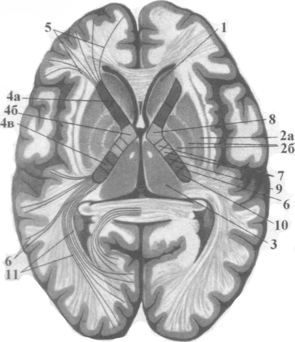 Подкорковые ядра полушарий. Подкорковые ядра головного мозга. Базальные ядра внутренняя капсула. Базальные ядра головного мозга анатомия. Чечевицеобразное ядро головного мозга.