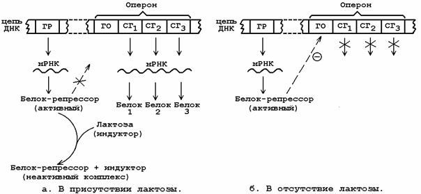 Биосинтез прокариот. Схема регуляции биосинтеза белка. Схема регуляции синтеза белка. Схема регуляции биосинтеза белка на примере гистидинового оперона. Регуляция биосинтеза белка опероном.
