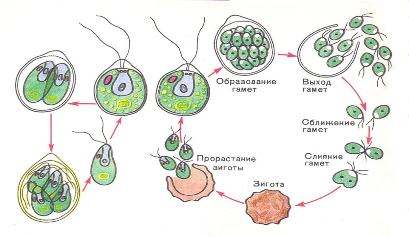 После слияния гамет образуется особая клетка