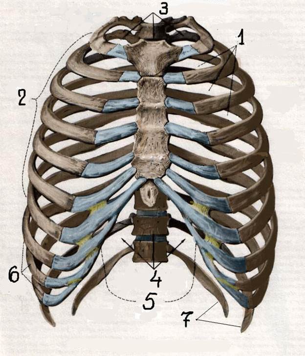 Сколько ребер на 1 стороне. Ребра и Грудина анатомия. Грудная клетка Грудина и ребра анатомия. Грудная клетка с ребрами и грудиной. Скелет грудной клетки ребра.