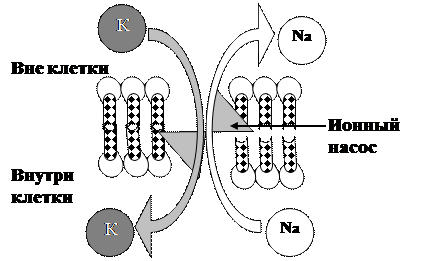 Количественные законы переноса уравнения пассивной диффузии веществ ионов и неэлектролитов