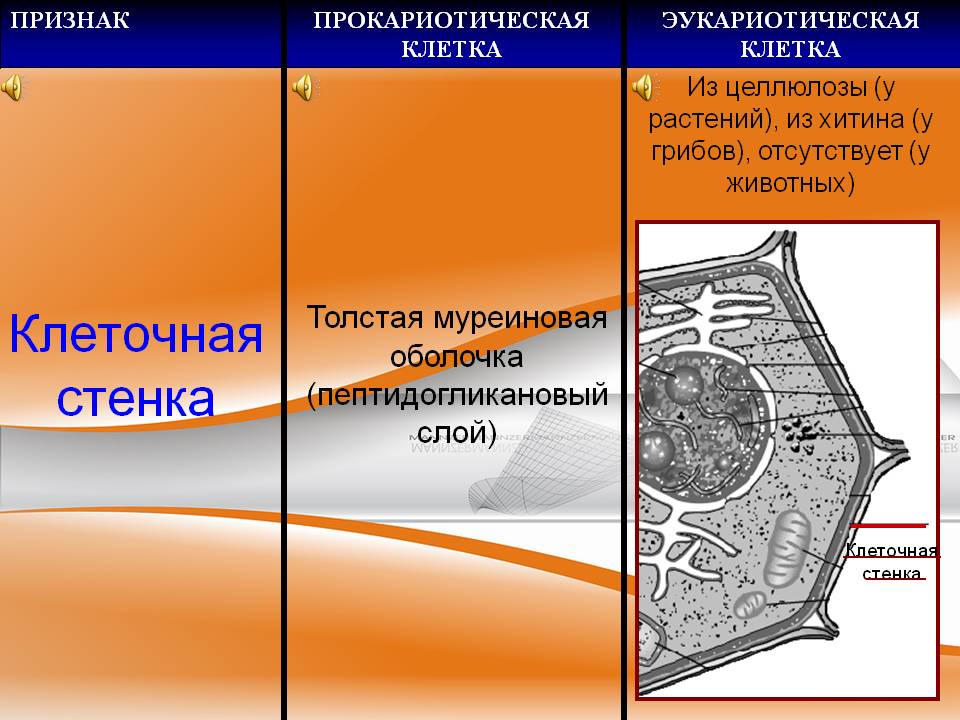 Стенки образованы 1 слоем клеток. Клеточная стенка грибов хитин. Клеточная стенка состоит из хитина. Хитиновая клеточная стенка в растительной клетке. У растительной клетки стенка из хитина.