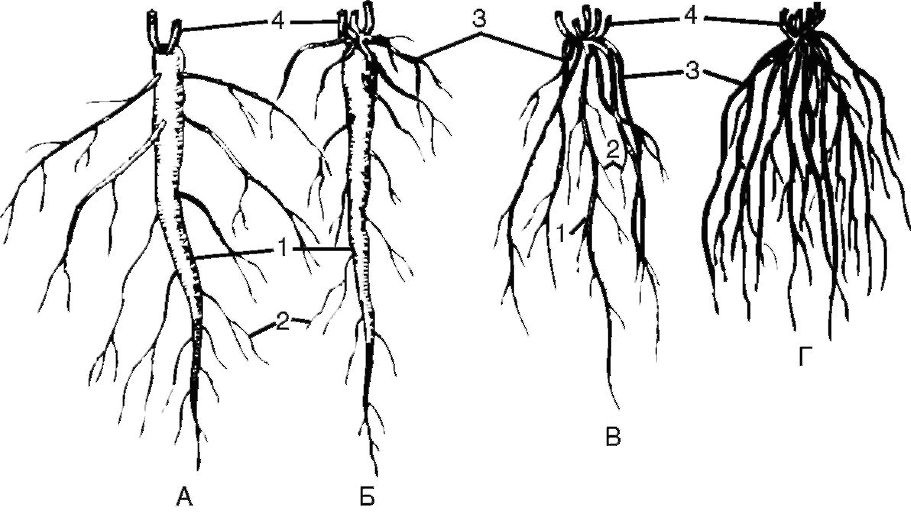 Организованный корень. Типы корневых систем стержневая мочковатая смешанная. Мочковатая система корня. Растение со смешанная корневая система. Стержневая система двудольных.